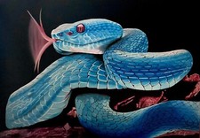 Vipera azzurra - Olio su tela - oil on canvas - grandi dimensioni cm. 100 x 70