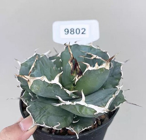 1pcs pot 10cm - 1pcs,