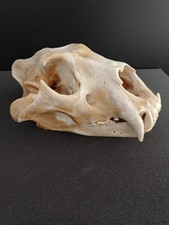 Teschio di leone Lion skull