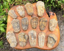 GRANDE fossile di trilobite