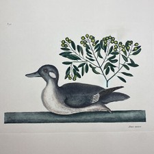 Mark Catesby - Anas Minor Duck