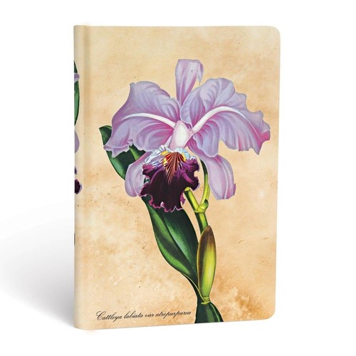 Brazilian orchid mini lined - orchid,