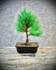 Pinus Schwerinii "Wiethorst" -
