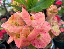 Rara pianta Euphorbia Milii