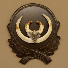 Wildschweinwaffen (Sus Scrofa)