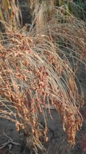 Miglio pannocchia Karlikovoe -