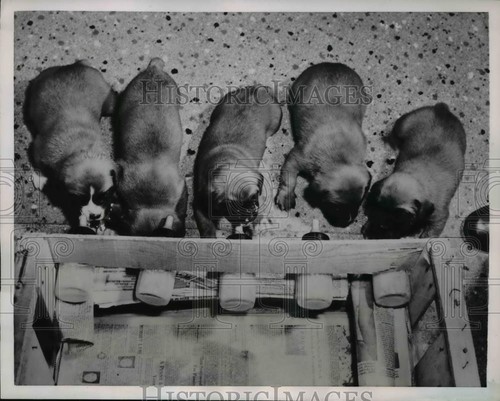 1952 stampa foto - 1952,