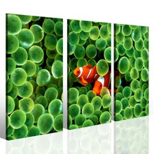 Quadro acquario Red fish in green medusa stampa per arredamento negozio animali