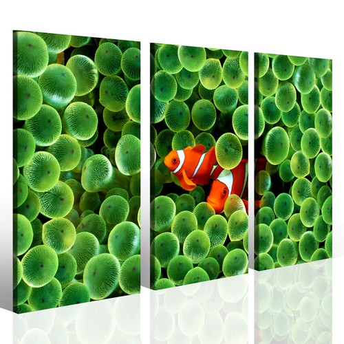 Quadro acquario red - acquario, fish