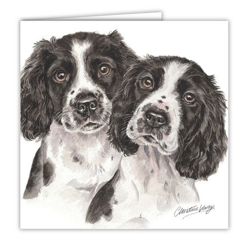 Springer spaniel cuccioli - spaniel,
