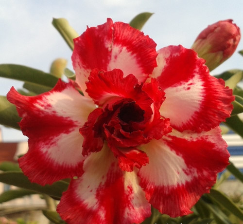 Rosa del deserto adenium - rosa,