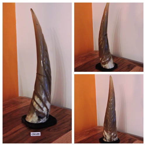Corno bue africano originale - corno,