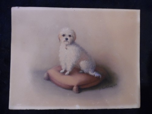 Chien bichon frisé x 17 - chien,