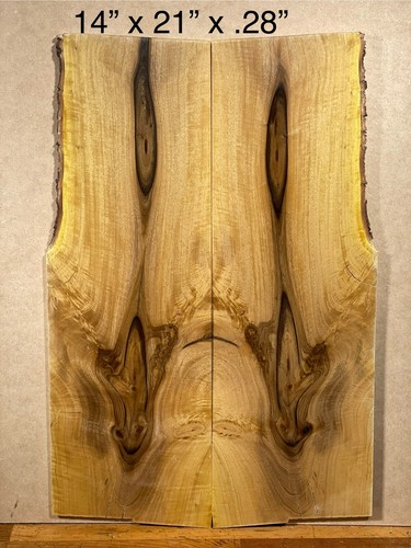 Florida legno di ulivo nero -
