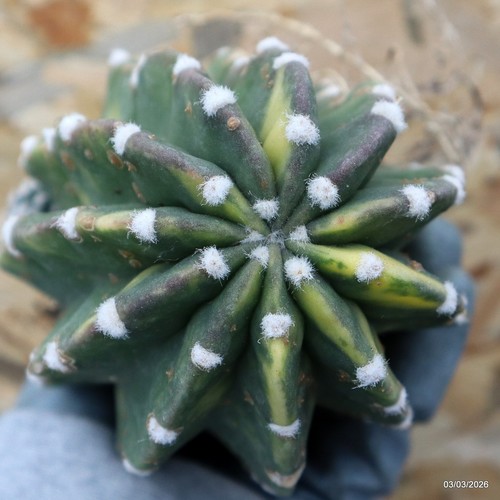K206 echinopsis variegated - k206,