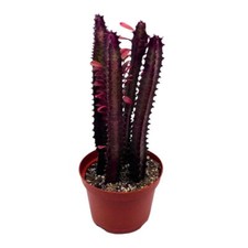 Red African Milk Tree, 6 inch
