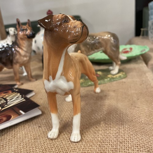 Beswick boxer cane - cane, colore