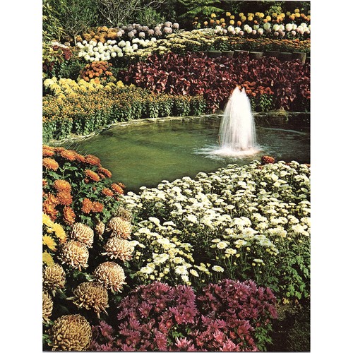 Colorful flower garden with - garden,