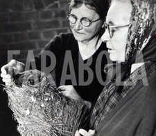 Foto vintage Regno Unito, Londra, Nido di tordi su una scopa, stampa 21x15 cm