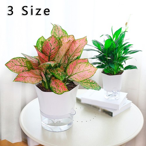 Trasparente self watering - trasparente, self-watering