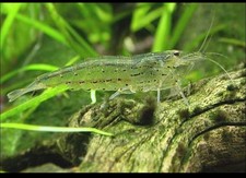 10 Caridina Multidentata