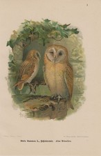  Gufo velo Tyto alba gufo gufo