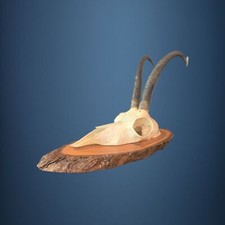 163CAM Trofeo di caccia di camoscio 21cm