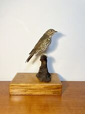 Taxidermy, Cabinet De Curiosité : Tordo Bottaccio (Turdus philomelos)