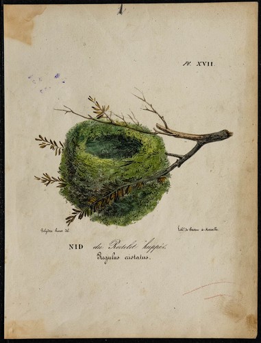 1830 nido del - 1830,