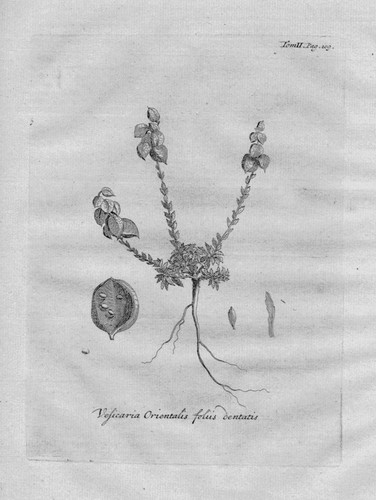 1718 vesicaria orientalis - -,