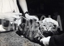 Foto Vintage Animali Domestici