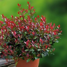 Photinia fraseri little red - photinia,
