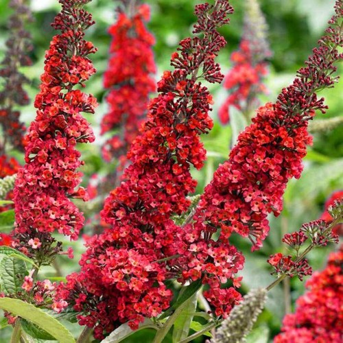 Buddleja davidii royal - davidii, cv