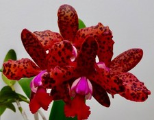 Cattleya ibrido, Lava Burst'