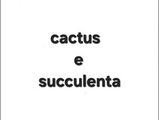 Piante grasse di vario genere: cacti e succulente (vedere foto).