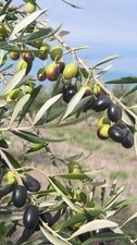 Pianta di Olivo Frantoio in