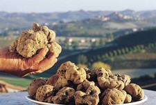 TUBER MAGNATUM Tartufo Micelio