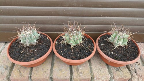 Piccole piante echinocactus - piante,