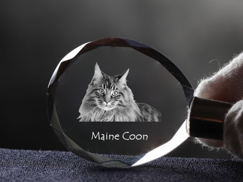 Maine coon katze - maine-coon-katze,, gatto