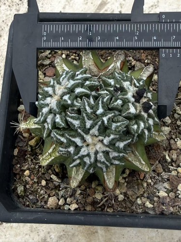 Multi testa ariocarpus - multi-testa,
