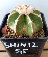 Aztekium hintonii, D = 5,5 cm