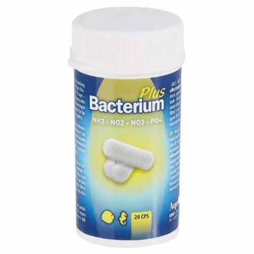 Aquili bacterium plus - plus, 20