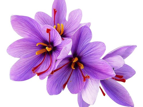 Lampadine zafferano crocus - lampadine,