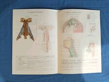 Stampe Tavole Anatomia