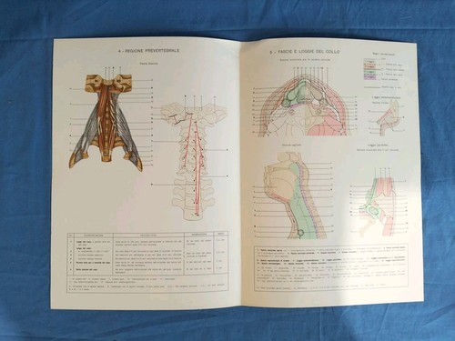 Stampe tavole anatomia - stampe,