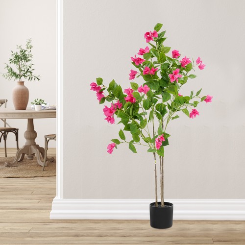 Albero bouganville - di,