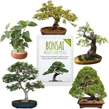 Semi di bonsai unici con un