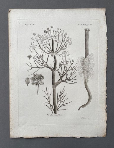 Incisione antica botanica - incisione,