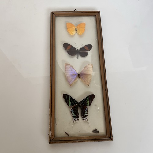 Quadro con farfalle vere - quadro,