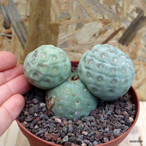 Tephrocactus geometricus vaso - geometricus,
